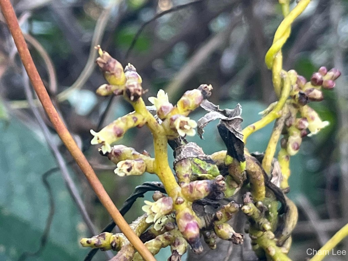 Cuscuta reflexa Roxb.